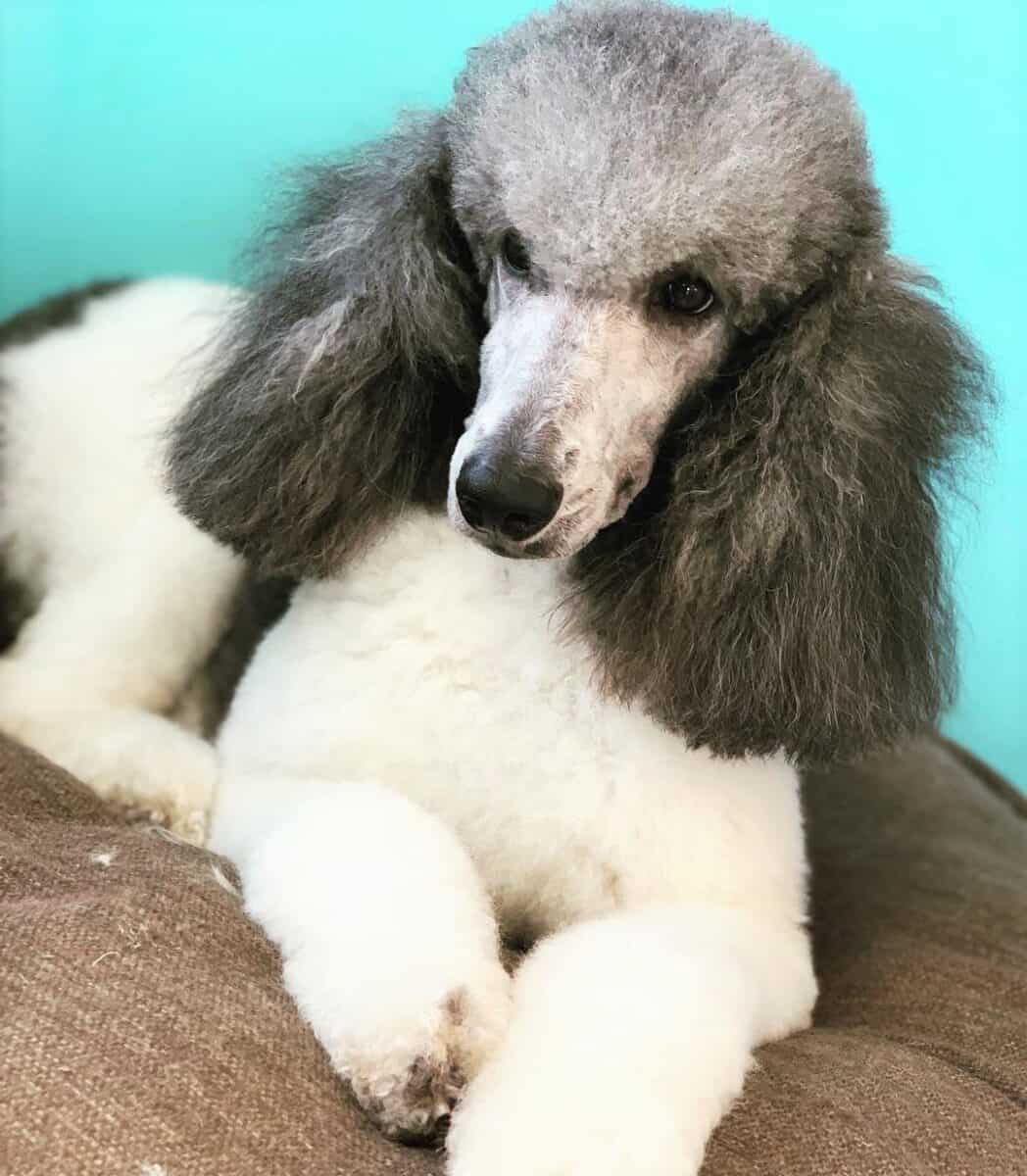 White and Silver Poodle