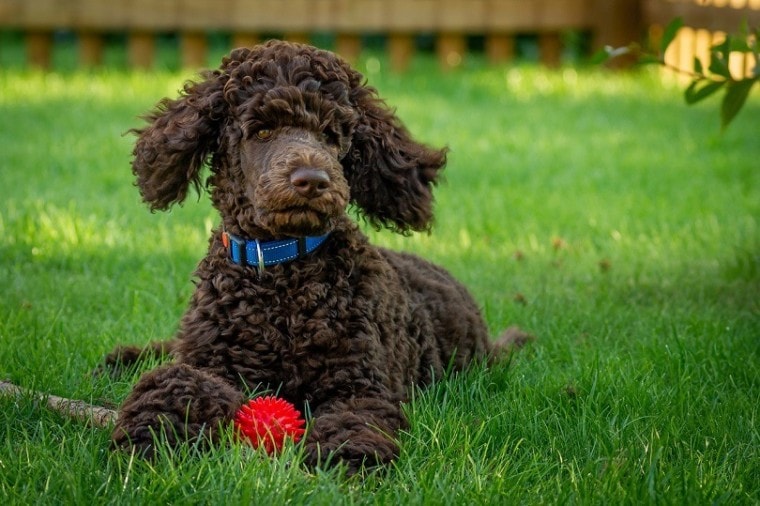 Woodle | Dog Breed Facts and Information
