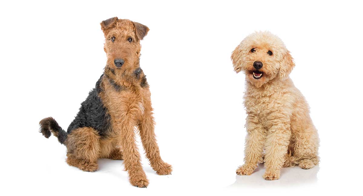 Airedoodle | Dog Breed Facts and Information