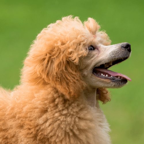 apricot standard poodle puppies