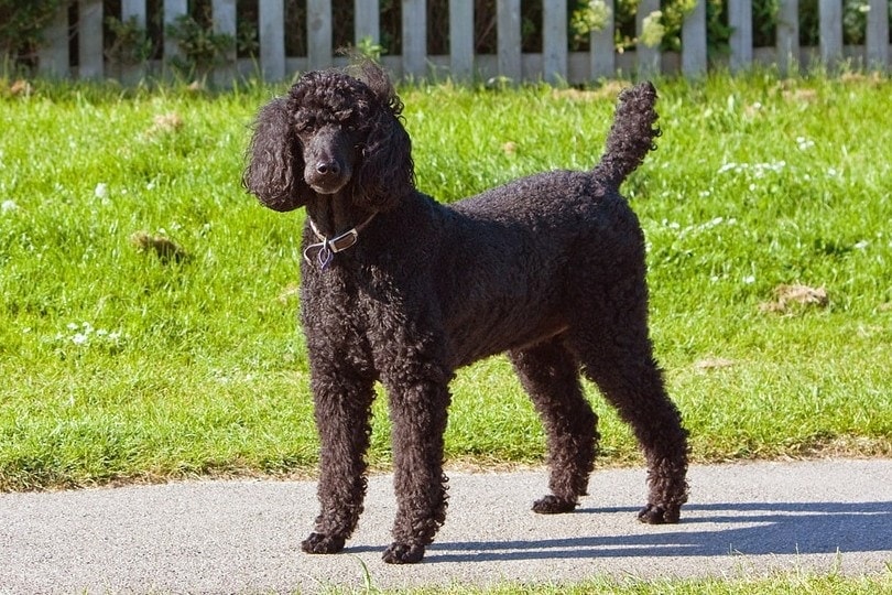 How Much Does A Poodle Cost?