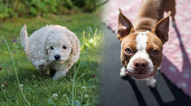Bossi-Poo Dog Breed Health, Temperament, Grooming