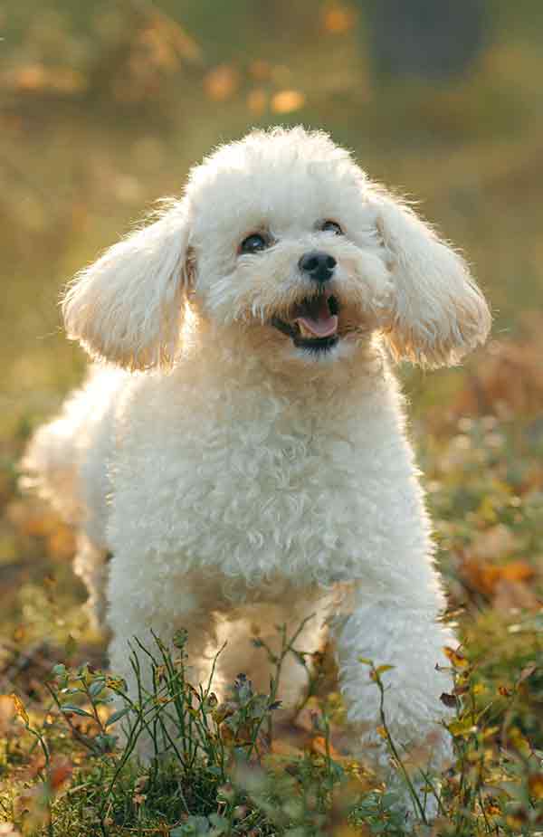  Toy Poodle: Dog Breed Characteristics & Care