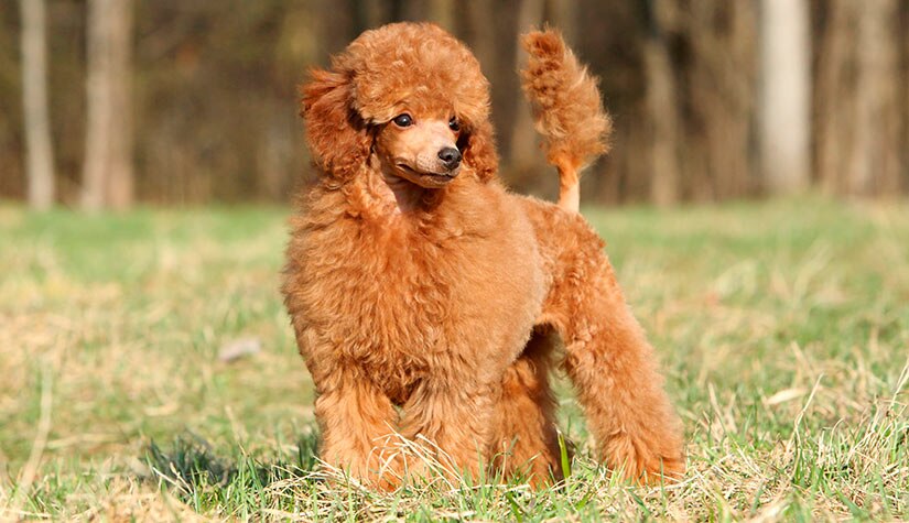 POODLE SIZE GUIDE: HOW BIG DOES A POODLE GET?