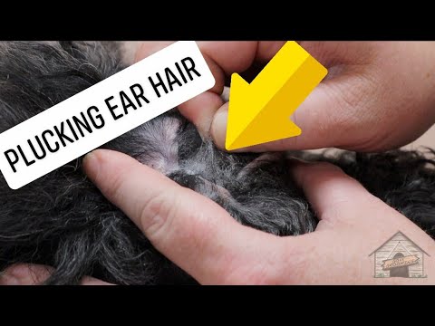 how to remove hair from dogs ears