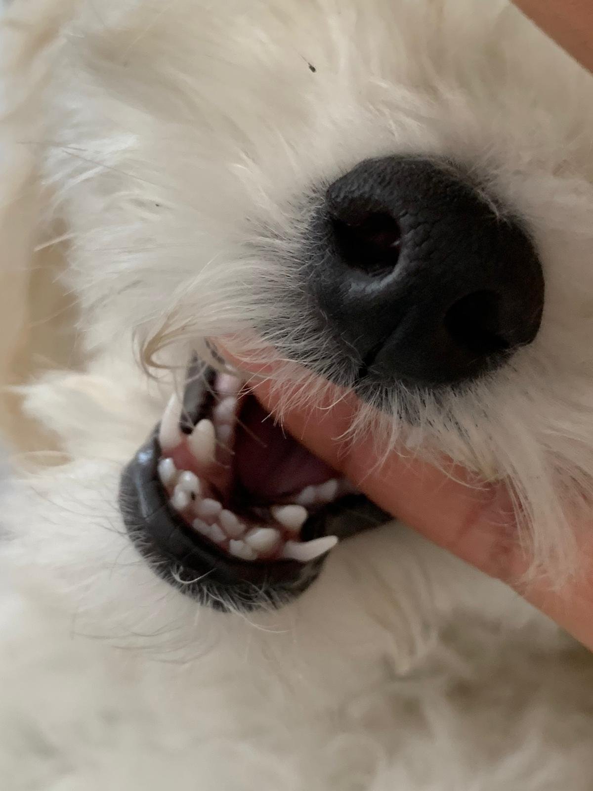 Poodle Dental Care | Taking Care of Your Poodle's Teeth