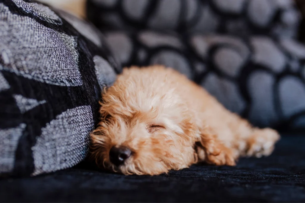 Where, When, and How Much Should a Poodle Sleep?