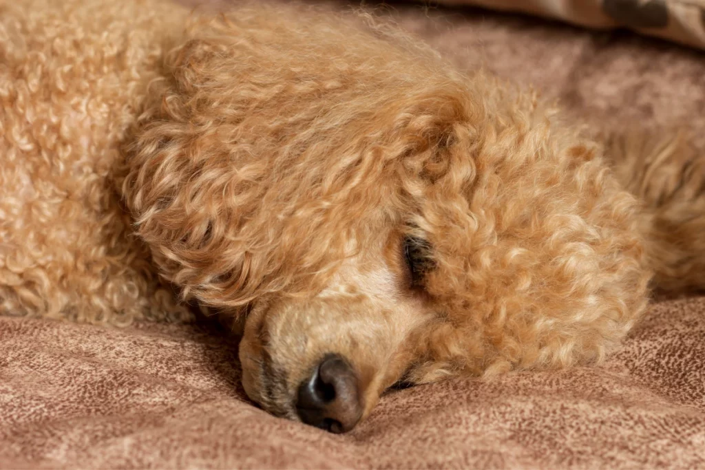 How Long Do Poodles Sleep & 4 Positions You Can Find Them In
