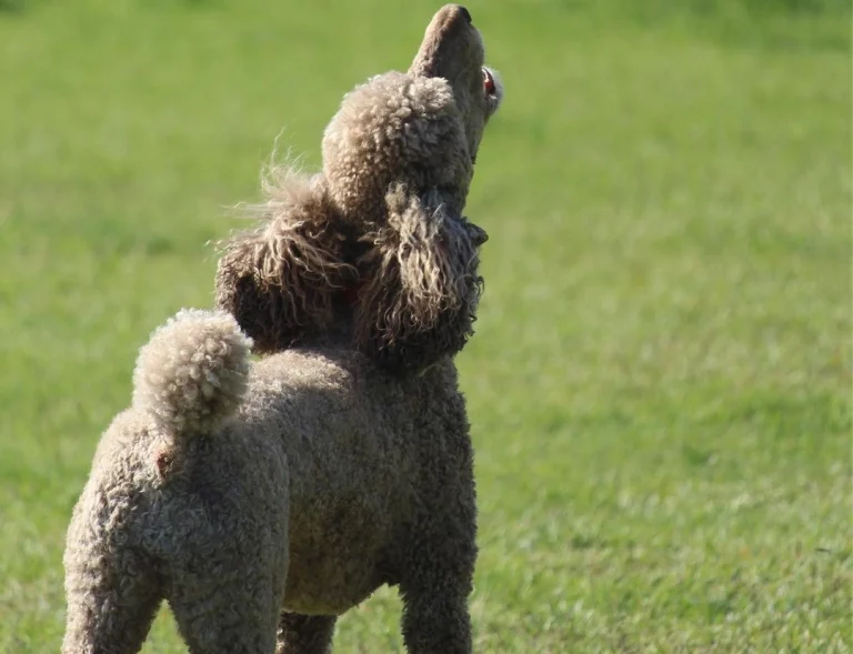 Can Poodles Howl? Everything You Need to Know About Poodle!