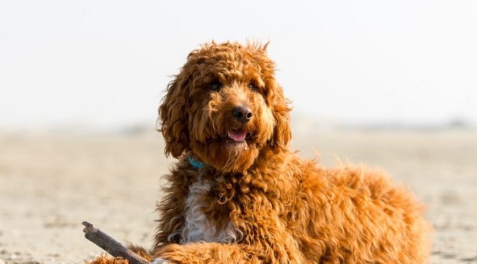 When is an Irish Doodle Full Grown?