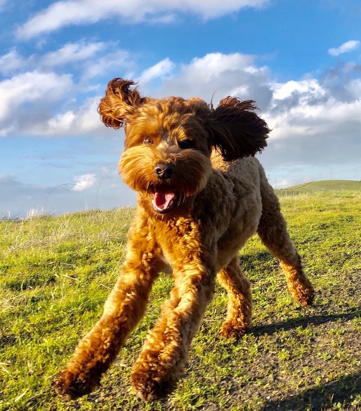 7 Things to Know Before Buying a Labradoodle