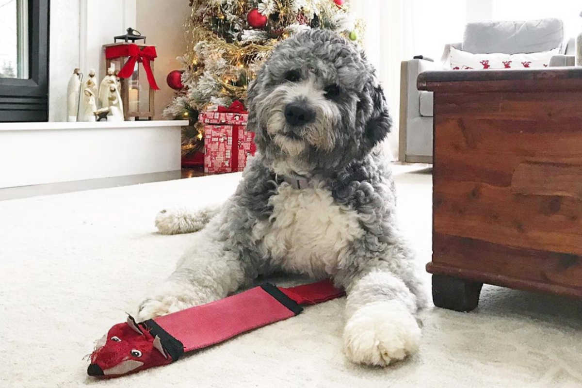 Saint Berdoodle: 9 Things To Know Before Buying