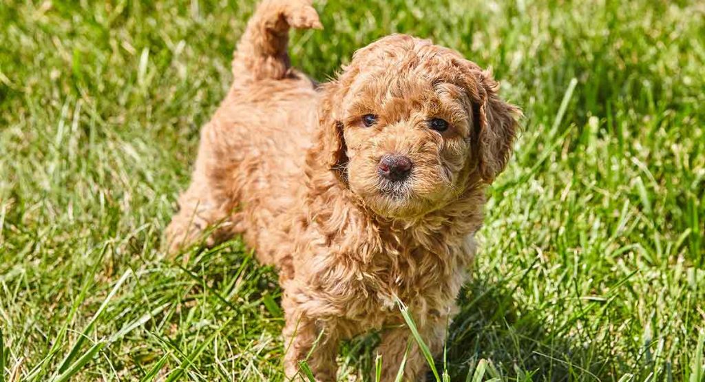 Learn about the Mini Goldendoodle