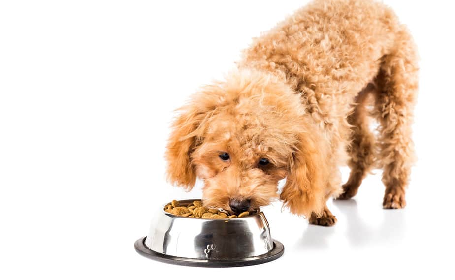 Feeding A Poodle Puppy - Diet Tips And Scheduling Ideas