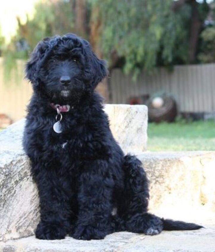 Newfypoo Dog Breed Information and Pictures