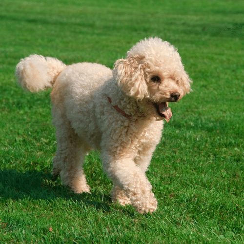cream poodle with liver nose