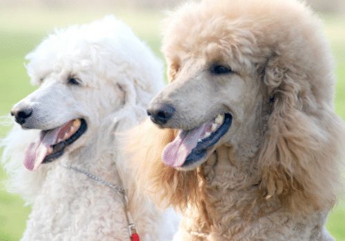 How To Prevent Matting In Your Poodle's Fur