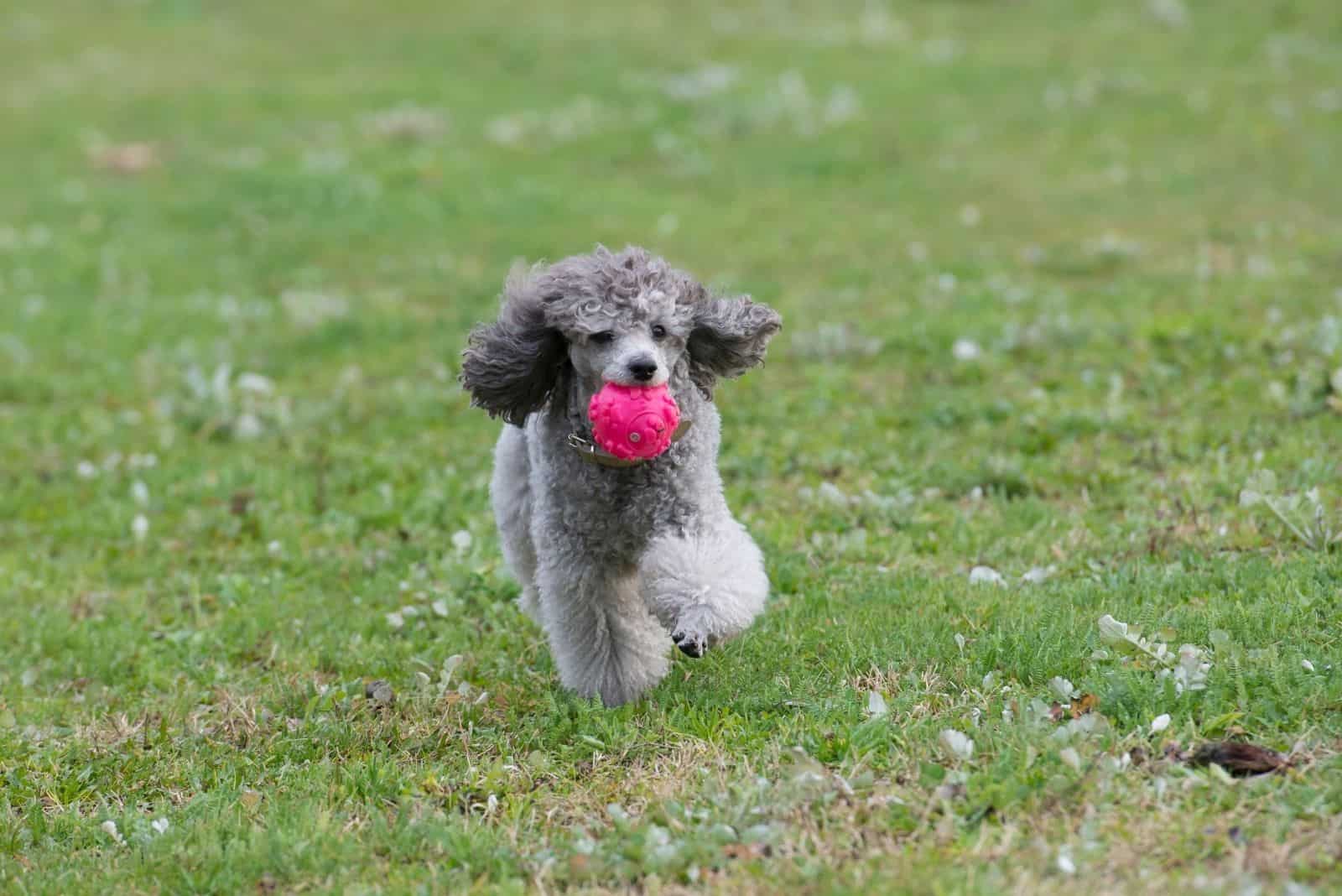 merle poodle puppy