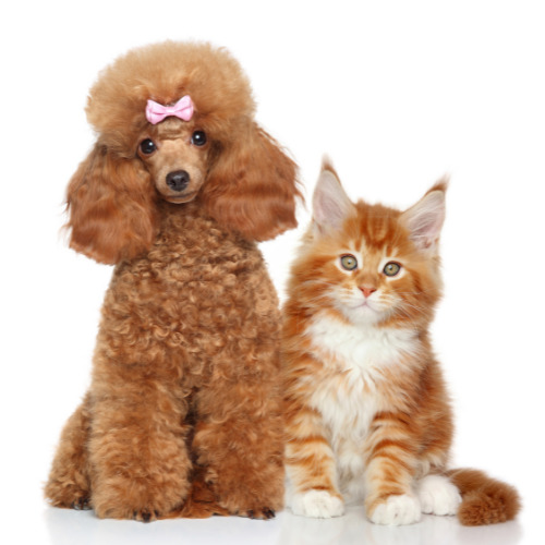Are Poodles Good With Cats? How To Get Your Poodle And Cat To Love One Another