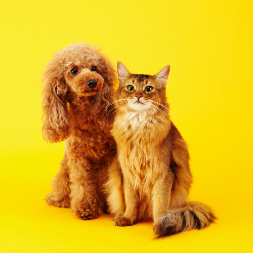Are Poodles Good With Cats?