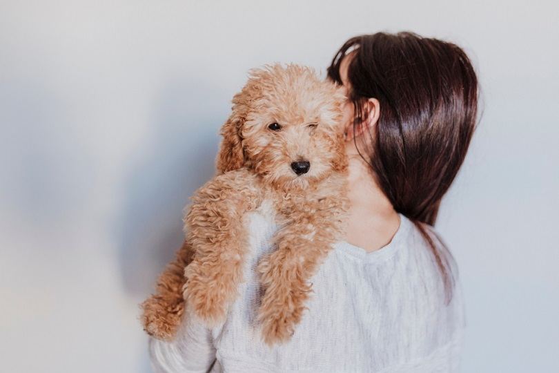 Best Hypoallergenic Poodle Mixes for People with Allergies