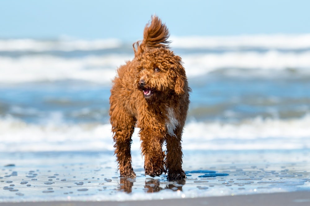 Irish Doodle | Dog Breed Facts and Information
