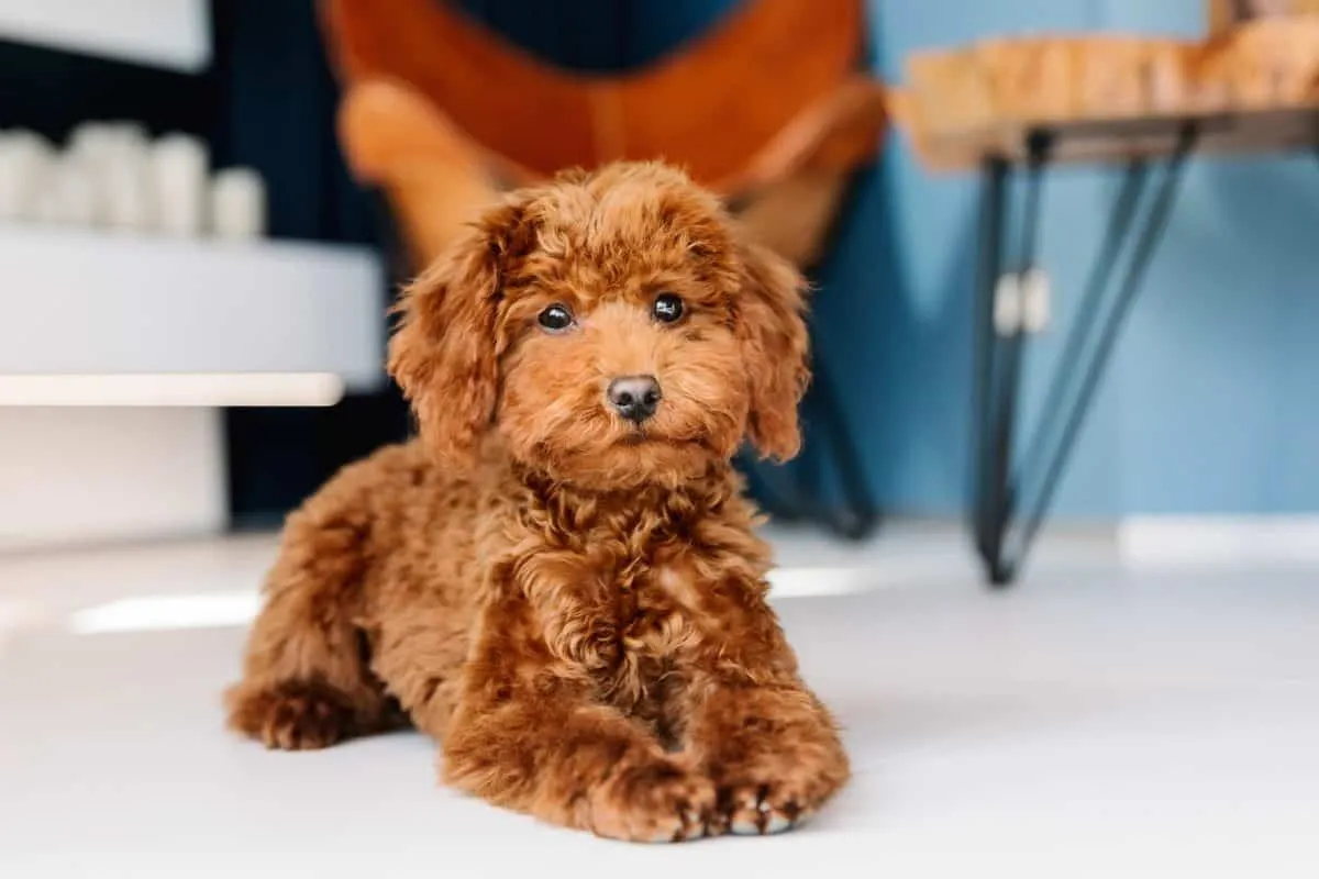 Red poodle puppies for sale