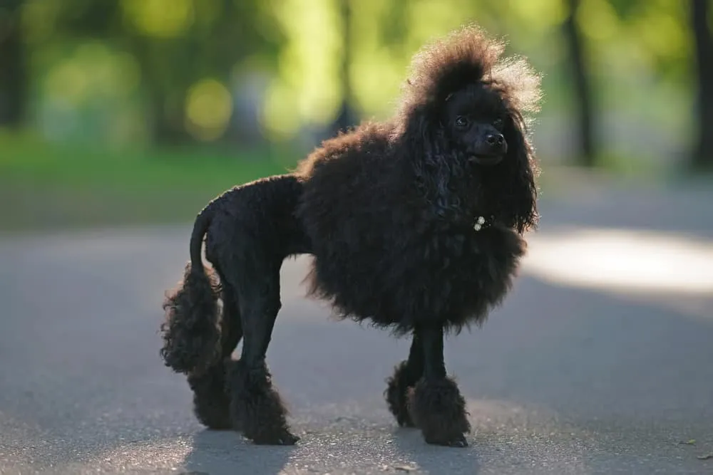 10 Fascinating Facts About Poodles Everyone Should Know