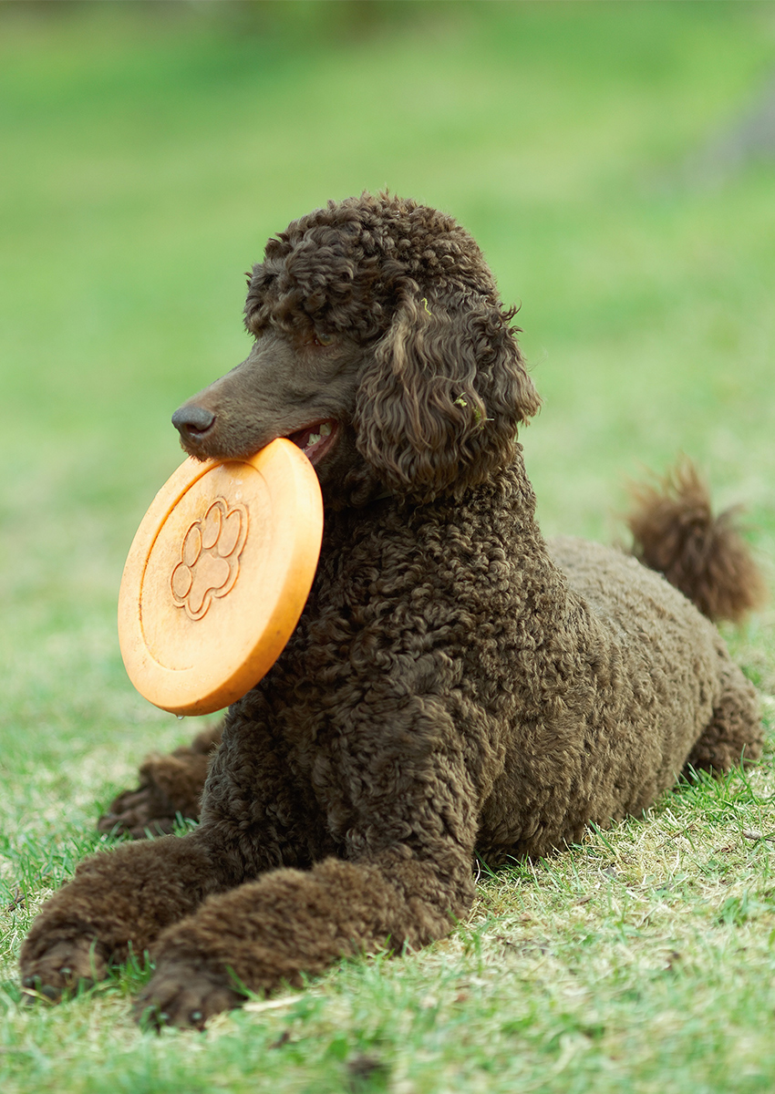 standard poodle haircuts