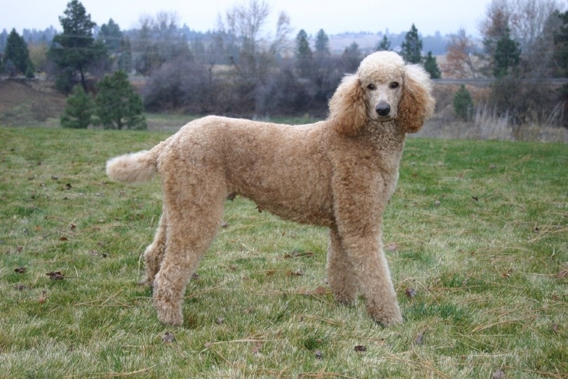 The Standard Poodle Cost Guide (with Calculator)