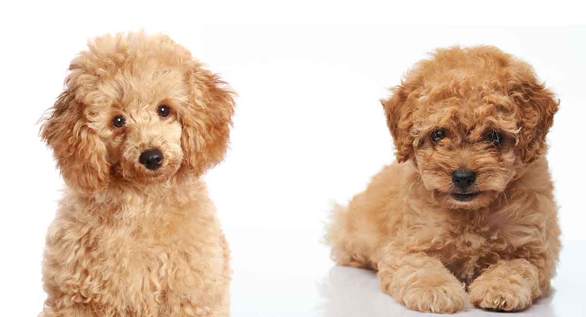 Miniature Poodles vs. Toy Poodles: Sizing Up the Differences