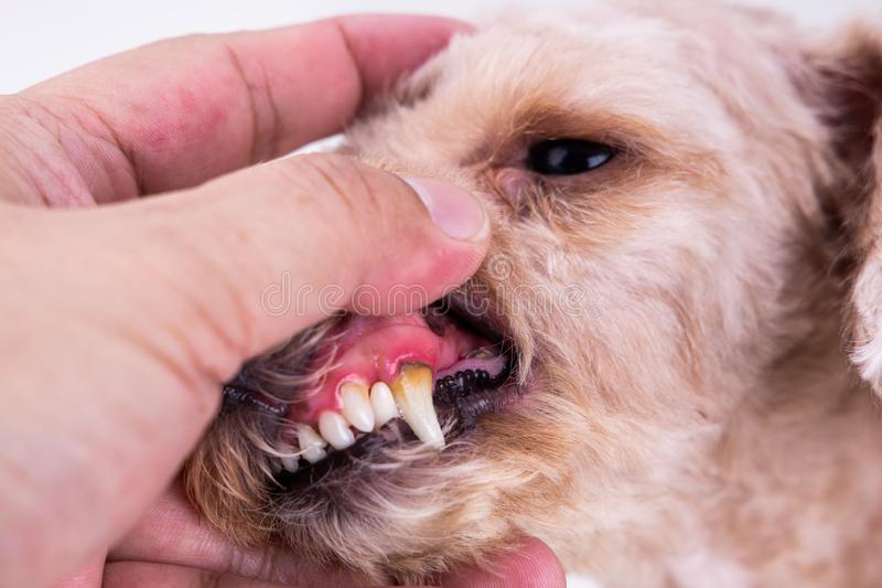 Poodle Teeth Problems: Avoid them Falling Out