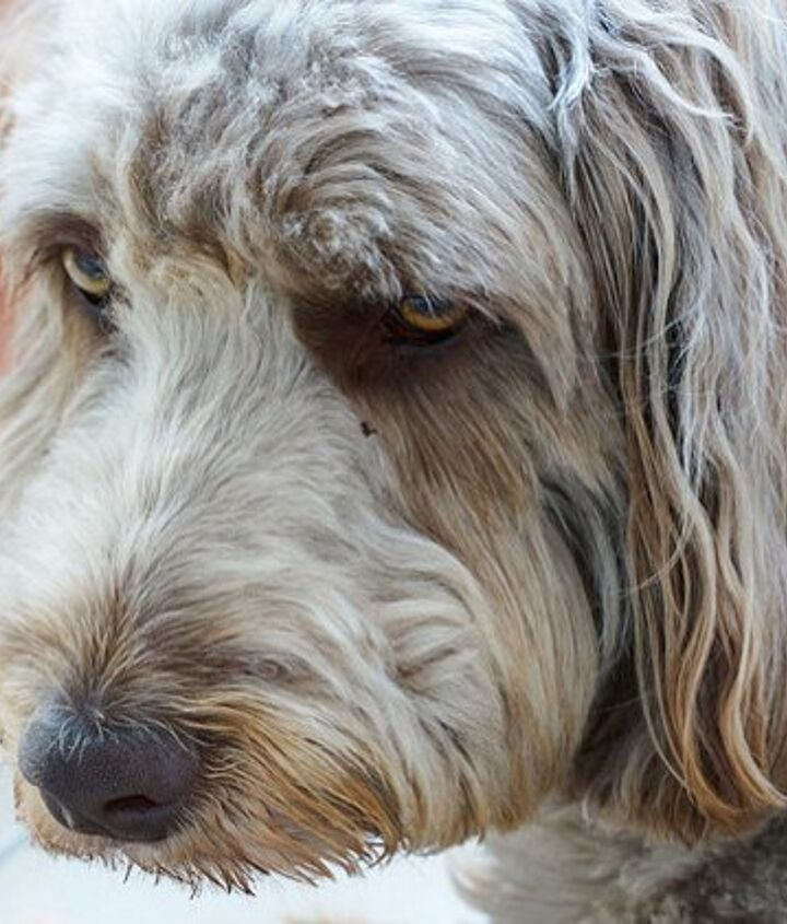 Weimardoodle Dog Breed Health, Temperament, Training