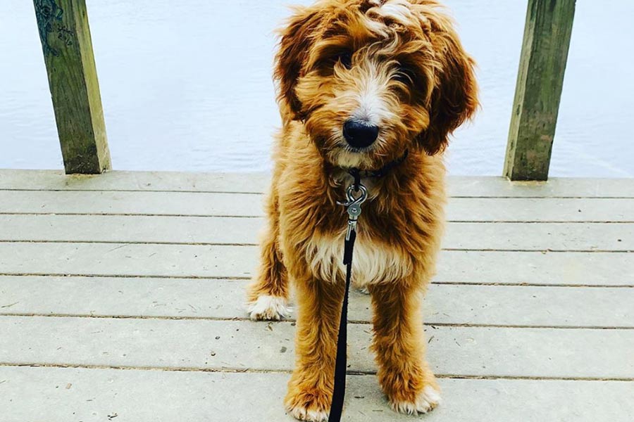  Whoodle (Wheatendoodle) - Dog Breeds