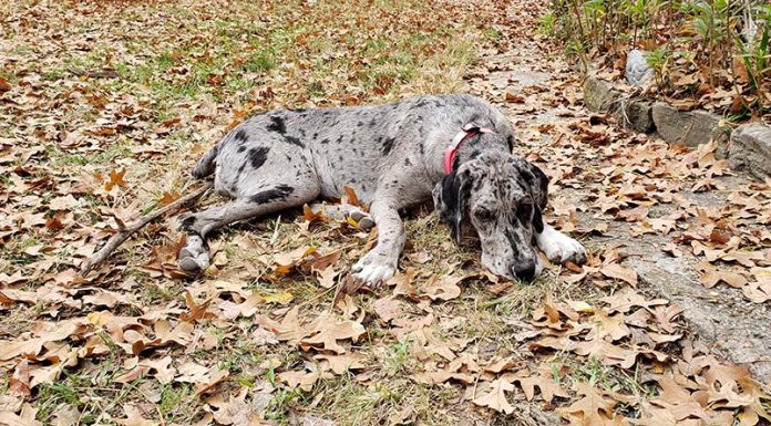 When is a Great Danoodle Full Grown?