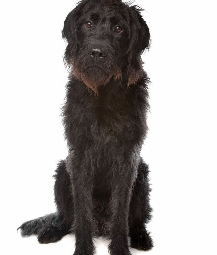 Russian Doodle Terrier: Black Russian Terrier & Poodle Mix