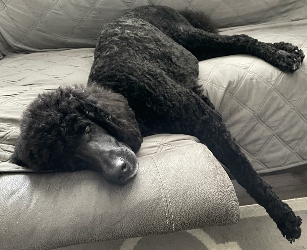 Poodle doesn't like cuddles? Why and what to do