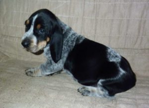 Bluetick Coonoodle | Dog Breed Facts and Information