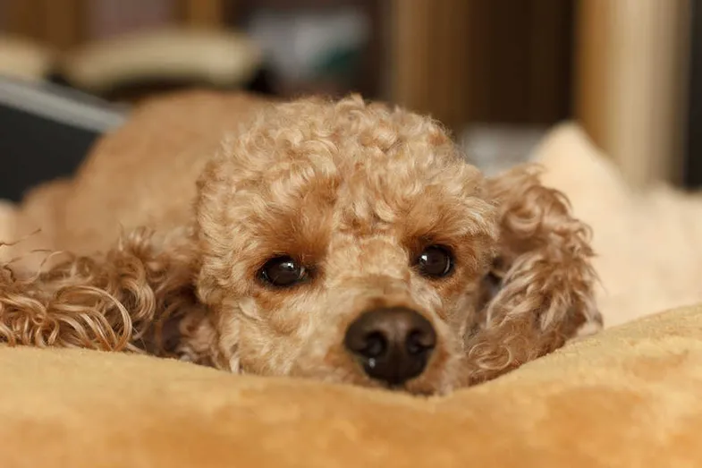 Why Do Poodles Lick So Much? Here's What To Do