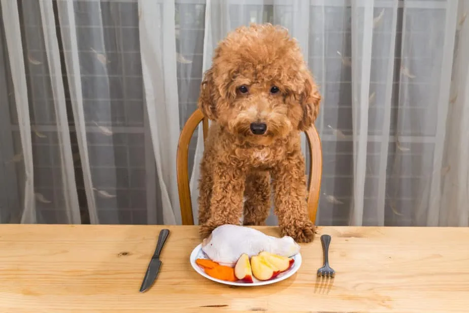 Can Poodles Eat Apples? What Every Owner Should Know