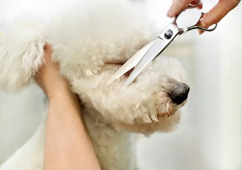 Tips to Keep Your Poodle Smelling Nice and Fresh