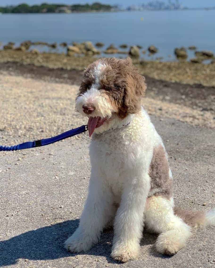 Chocolate (Brown) Parti Goldendoodle in the sun