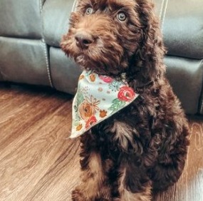 Types of Goldendoodle Colors And Patterns