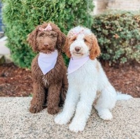 Chocolate Goldendoodle: The Complete Guide!