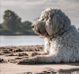 Apricot Goldendoodle - Your Complete Breed Guide