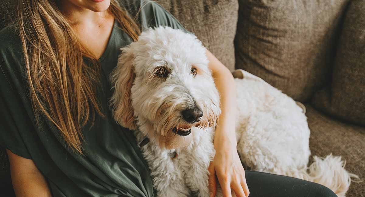 Best Goldendoodle Dog Names For Cute Pups