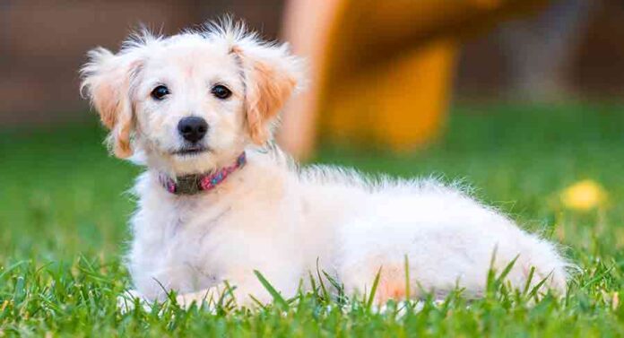 Everything You Need To Know About The Mini Labradoodle
