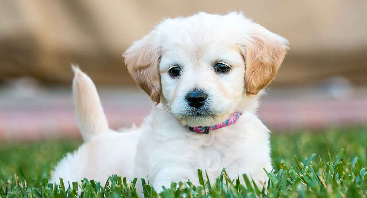 A Complete Guide To The Miniature Labradoodle Dog
