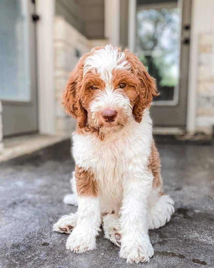 Parti Goldendoodle - Your Complete Breed Guide