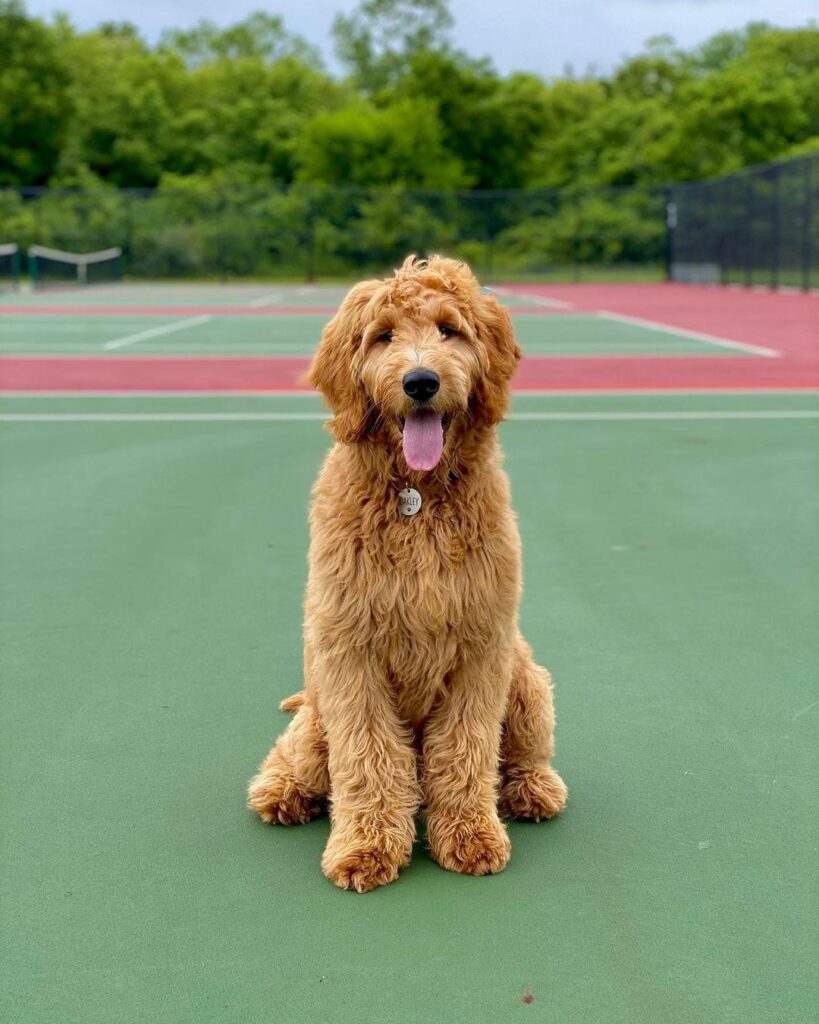 F2B Goldendoodle - Your Complete Breed Guide
